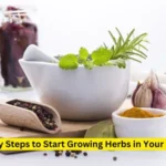 Start Growing Herbs