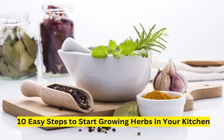 Start Growing Herbs